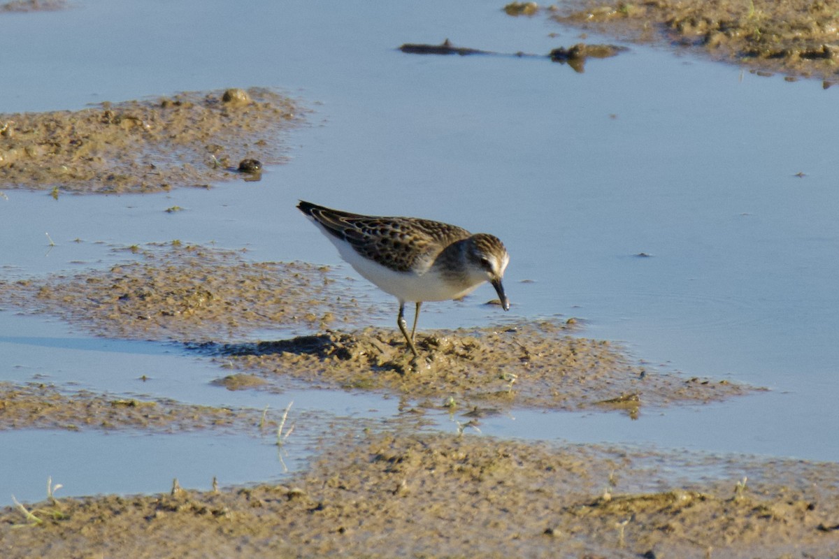 Semipalmated Sandpiper - ML608344691