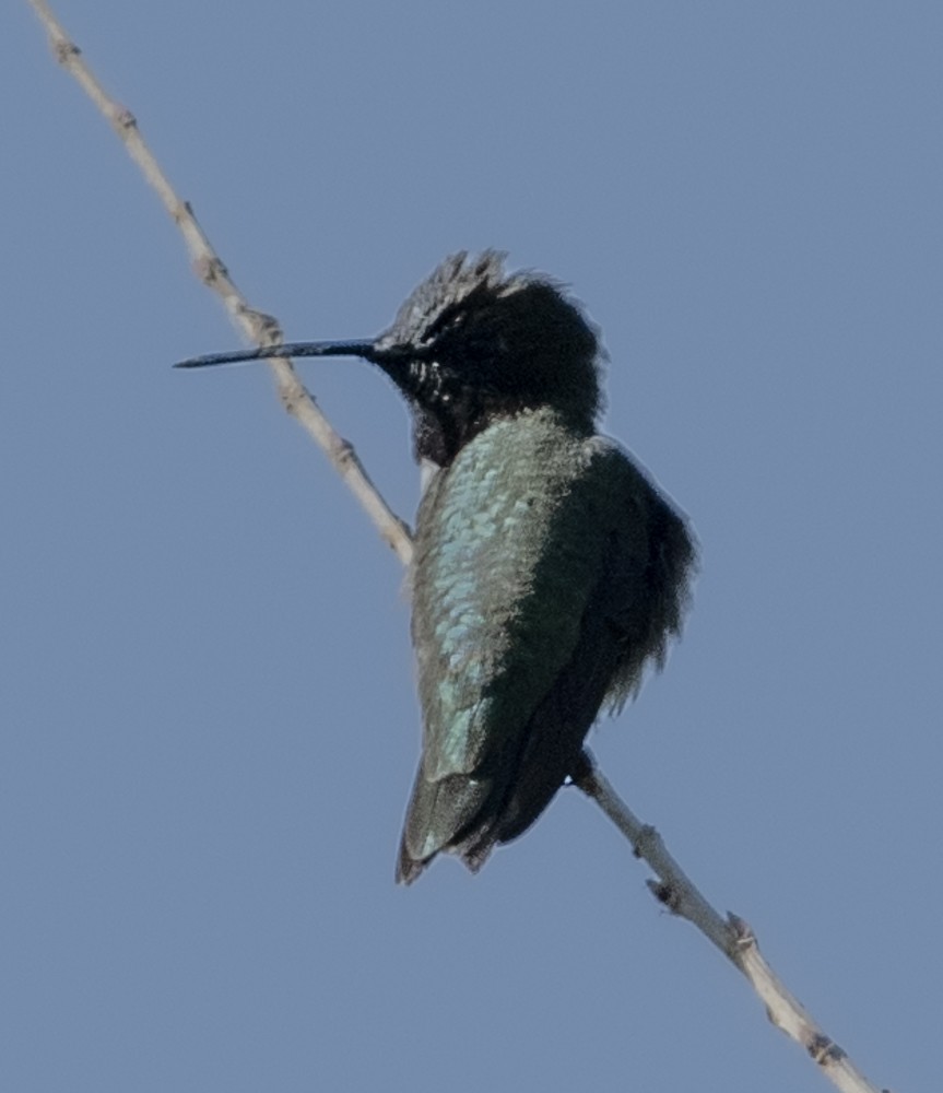 Colibrí Gorjinegro - ML608344702