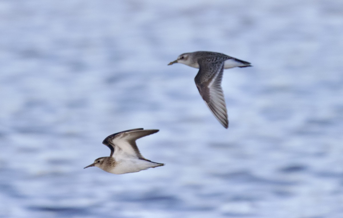 Least Sandpiper - ML608344747