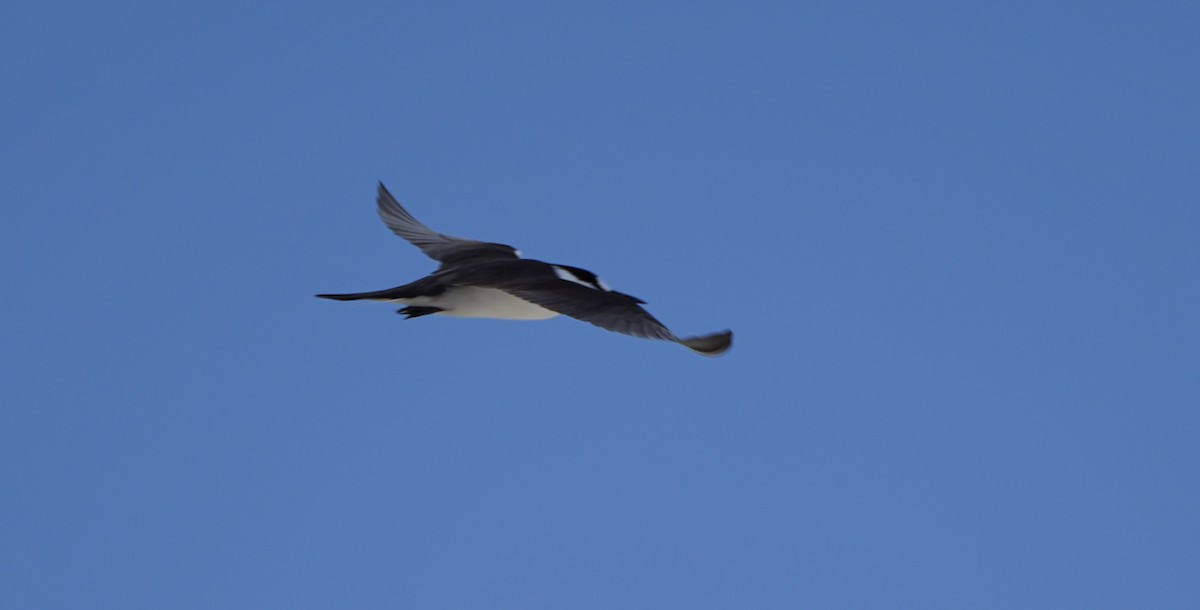 Sooty Tern - ML608344894