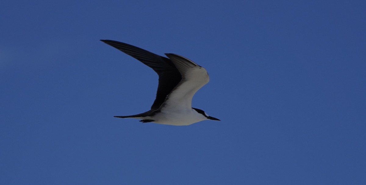 Sooty Tern - ML608344895