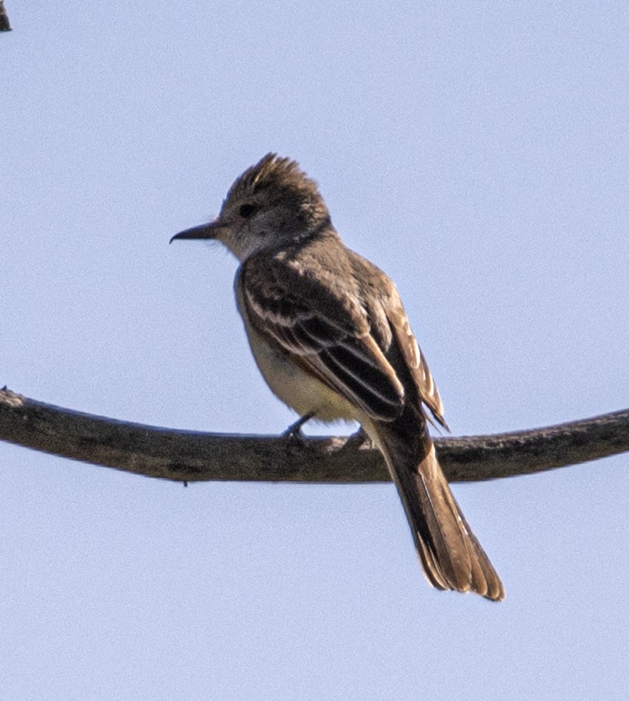 Ash-throated Flycatcher - Carlton Cook