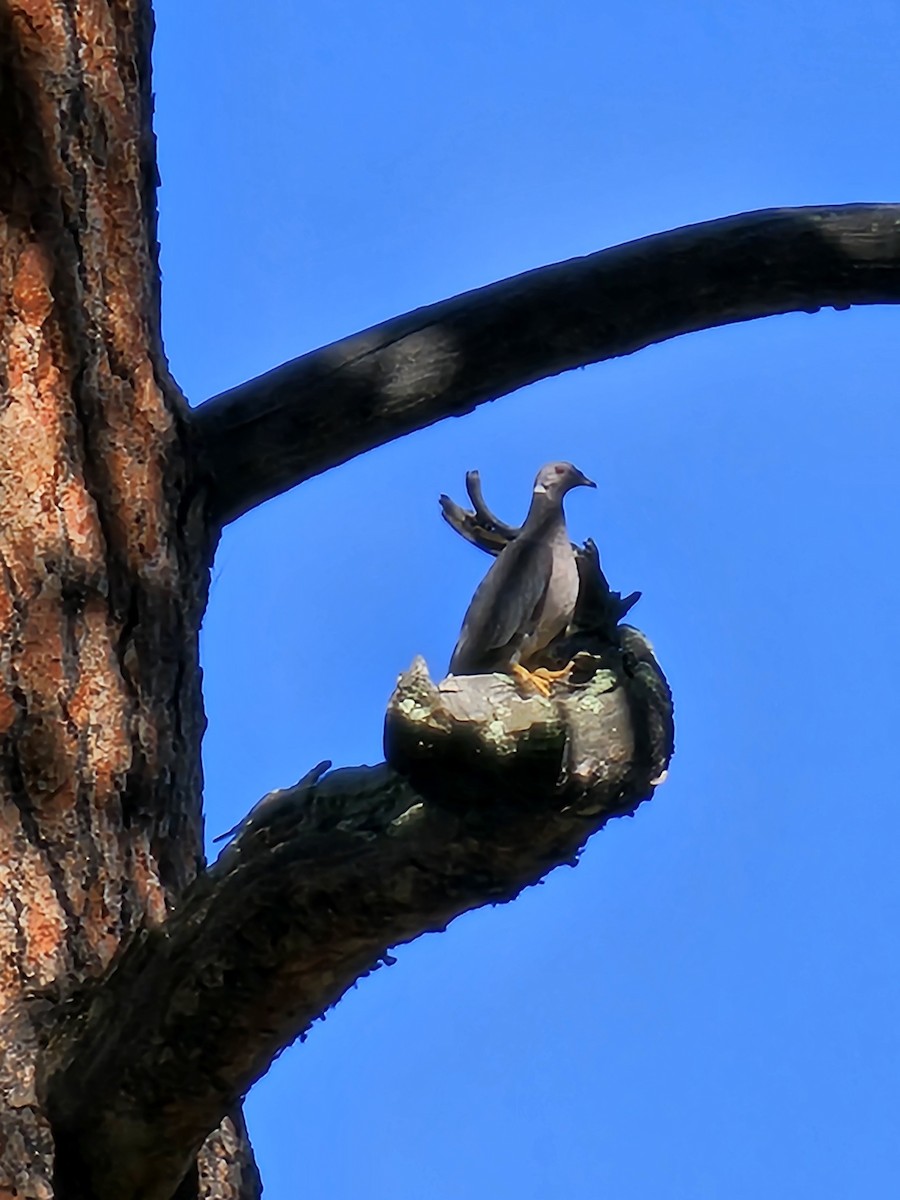Band-tailed Pigeon - ML608345033