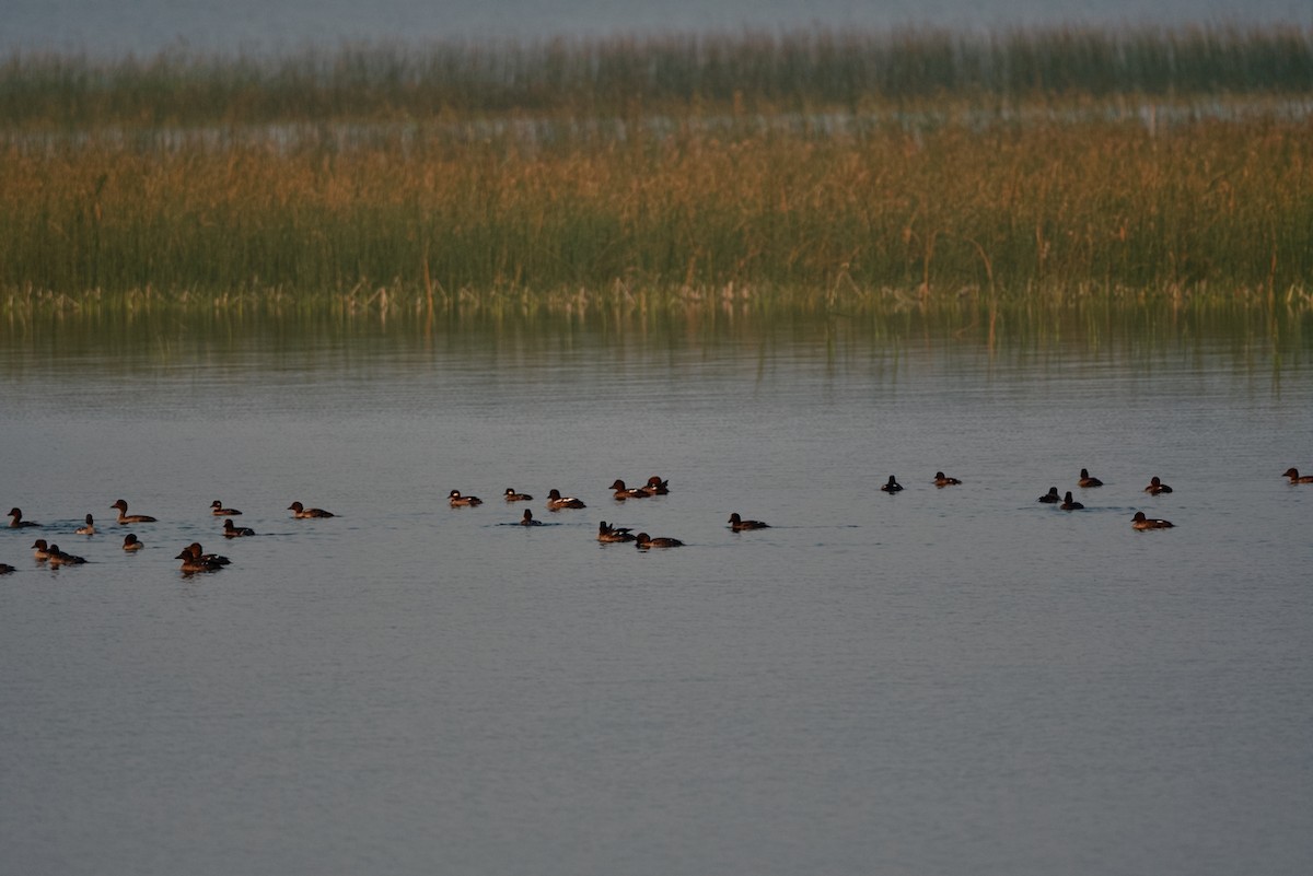 Common Goldeneye - ML608345053