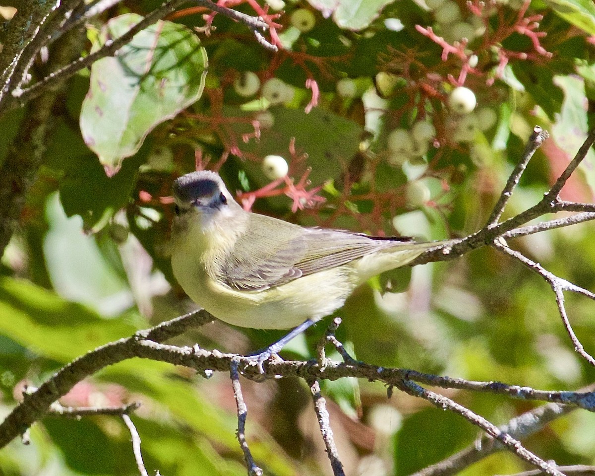 Warbling Vireo - ML608345063