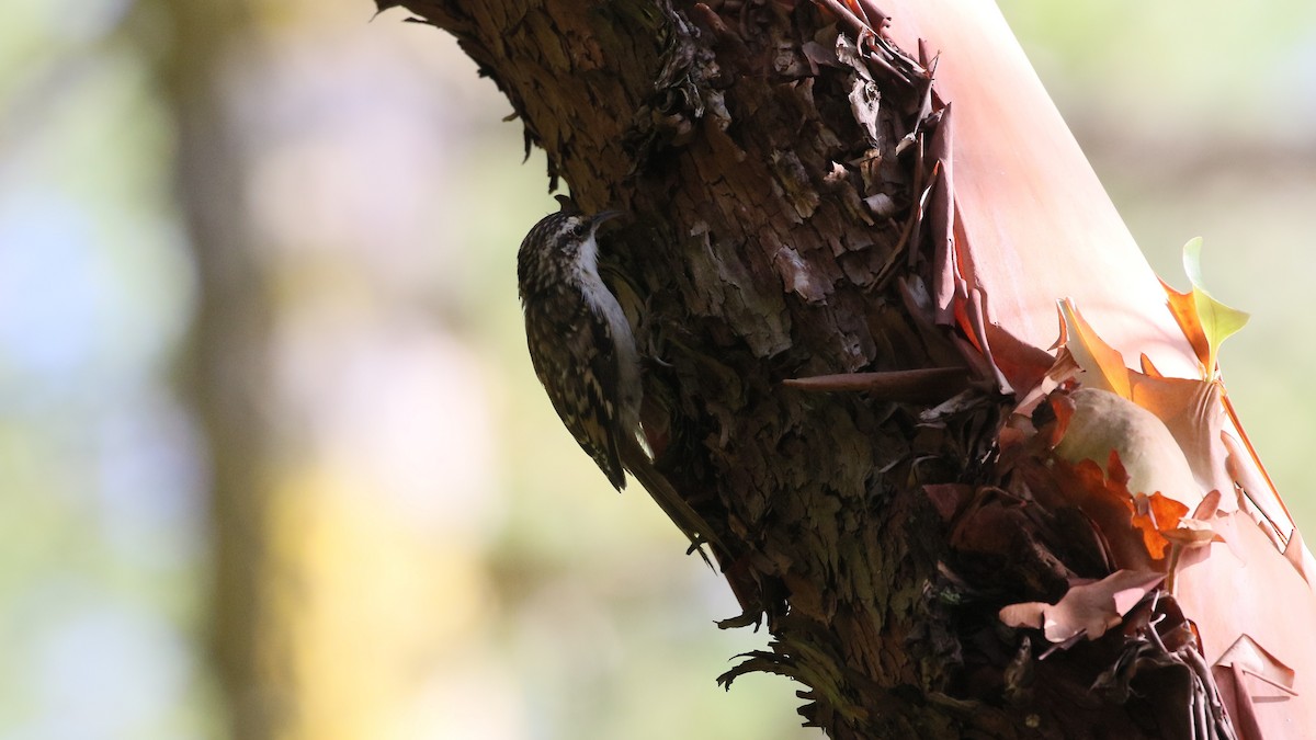 Brown Creeper - Andy Bridges