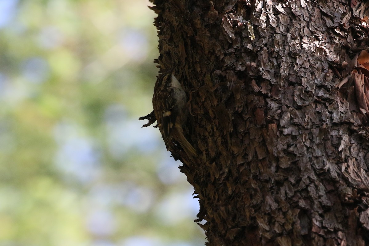 Brown Creeper - Andy Bridges