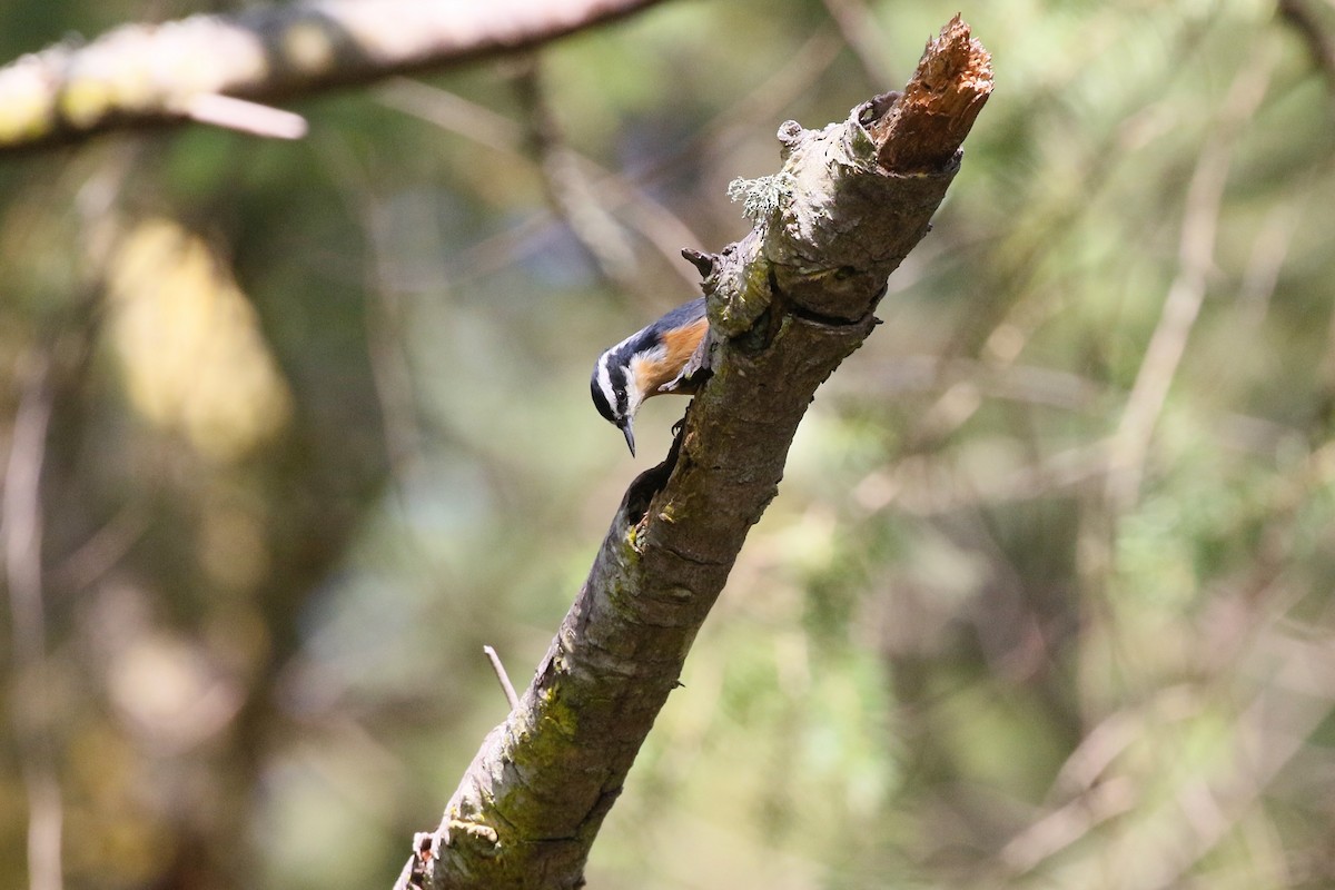 Red-breasted Nuthatch - Andy Bridges