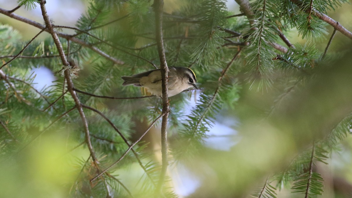 Golden-crowned Kinglet - Andy Bridges