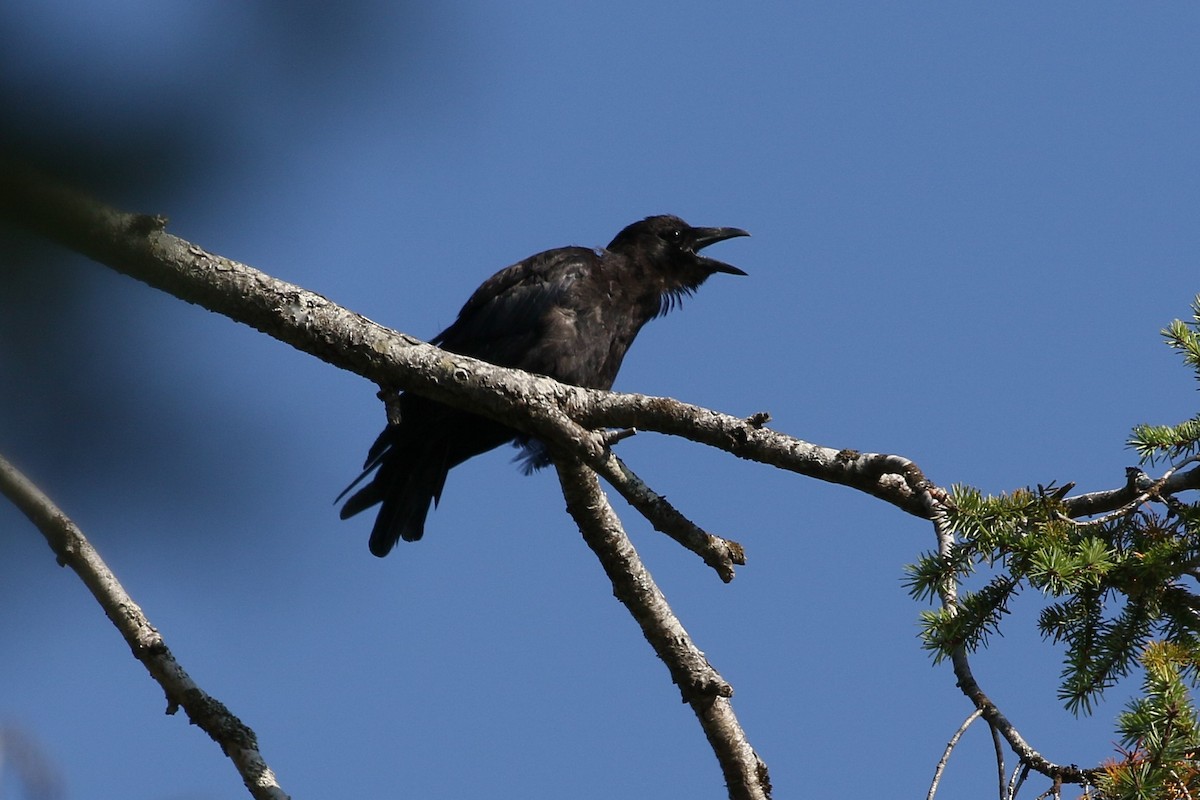 American Crow - Andy Bridges