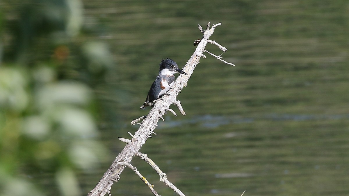 Belted Kingfisher - Andy Bridges