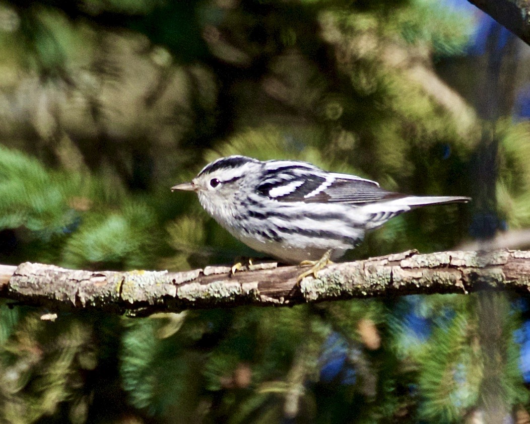 Black-and-white Warbler - ML608345111