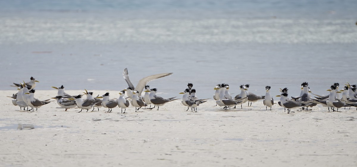 Great Crested Tern - ML608345185