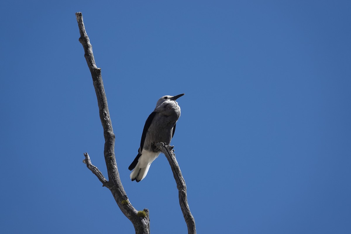 Clark's Nutcracker - Y Y