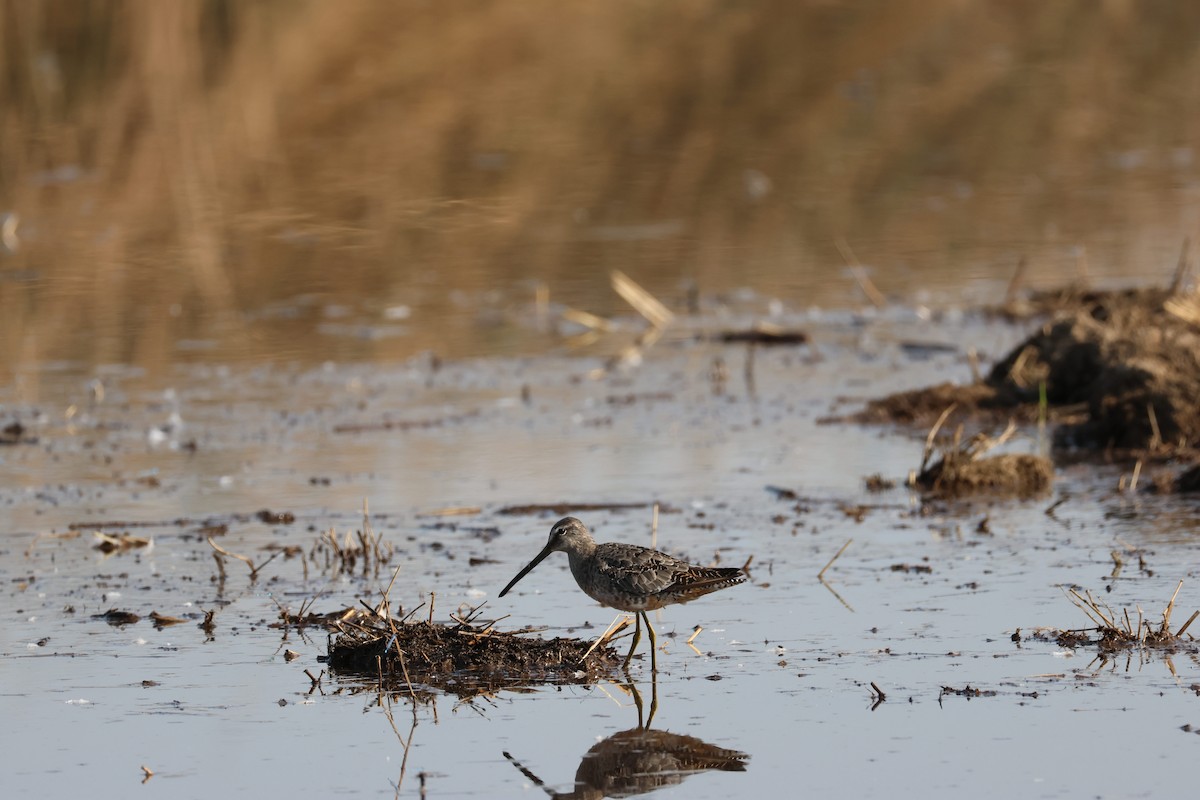 Long-billed Dowitcher - ML608345283