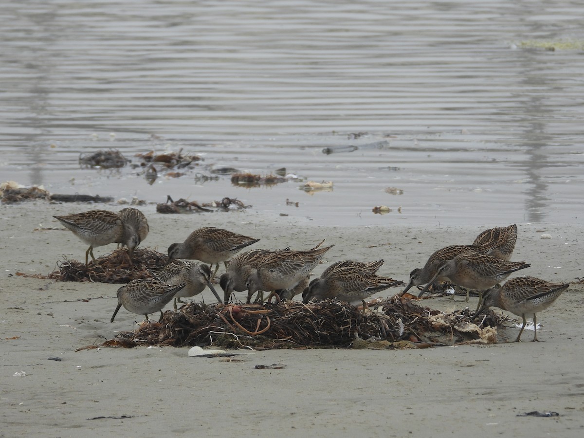 Short-billed Dowitcher - ML608345331