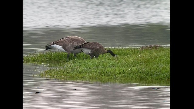 Canada Goose - ML608345341