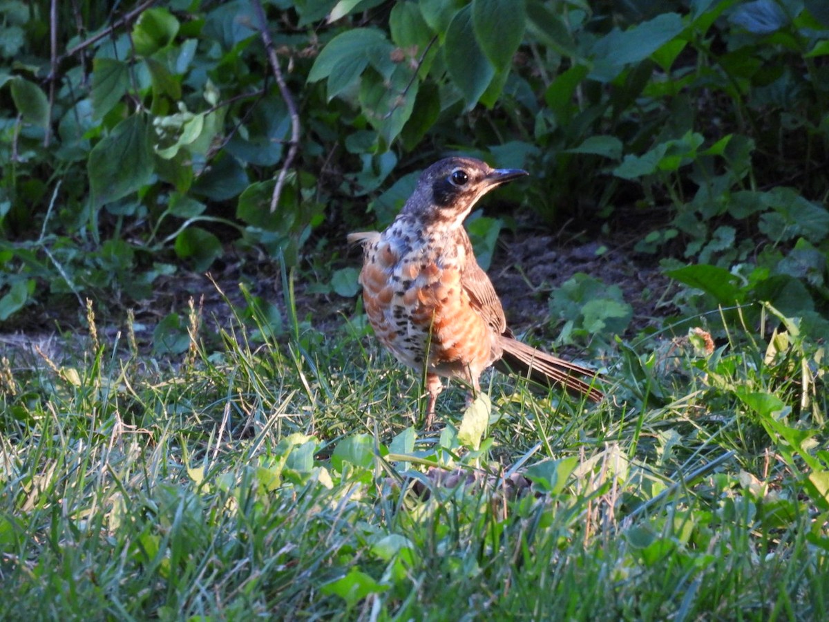 American Robin - ML608345346