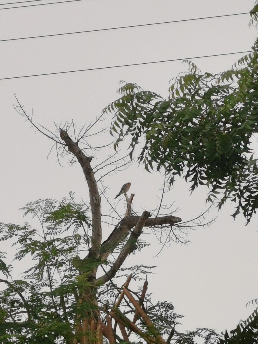 American Kestrel - ML608345380