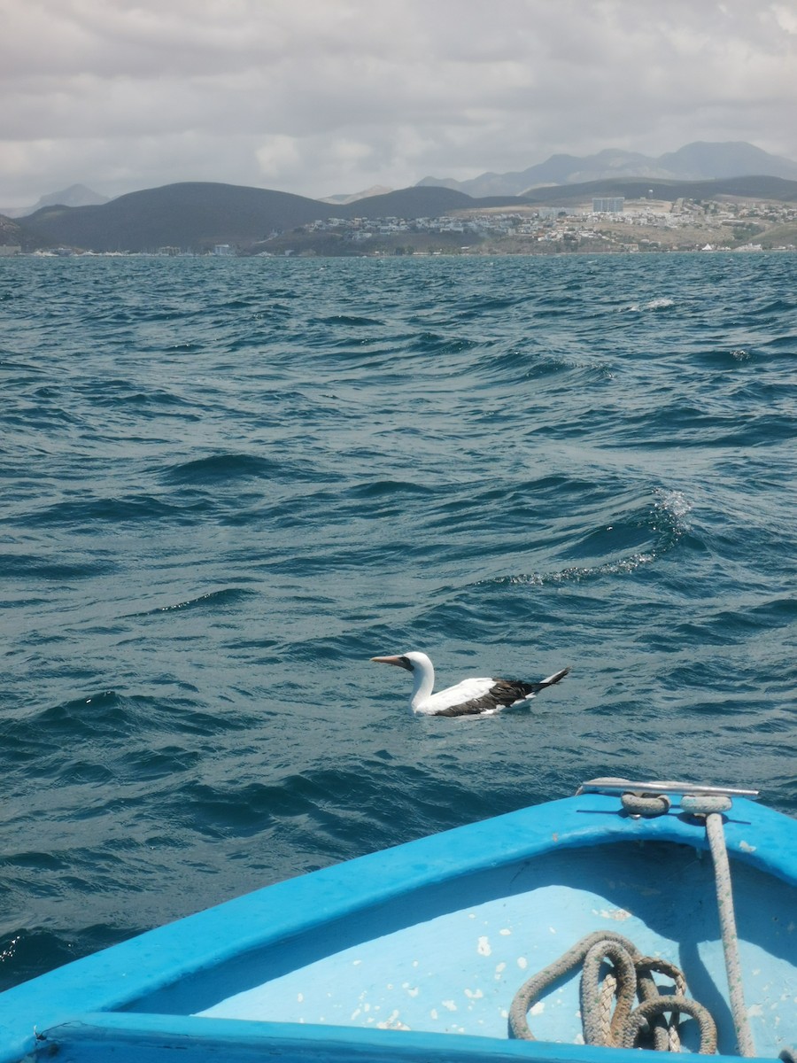 Nazca Booby - ML608345444
