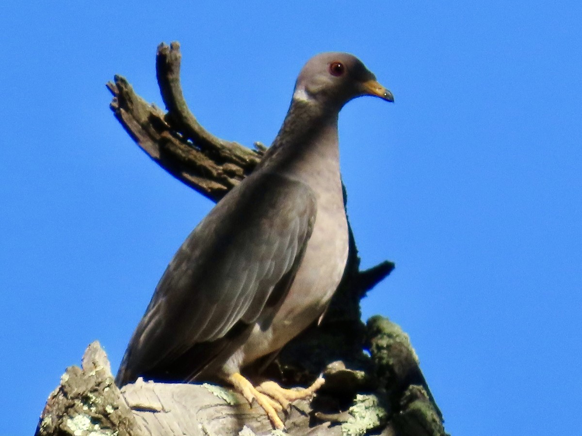 Band-tailed Pigeon - ML608345467