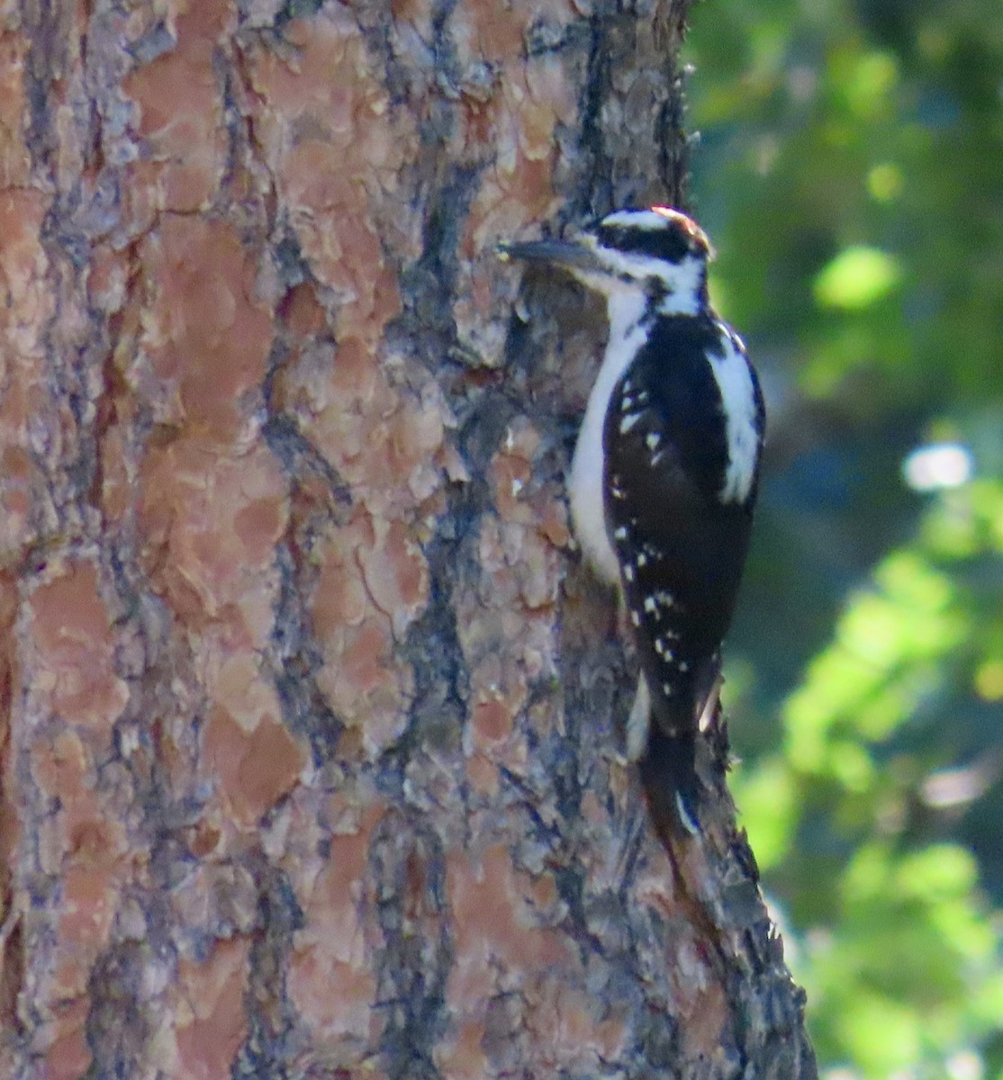 Hairy Woodpecker - ML608345474