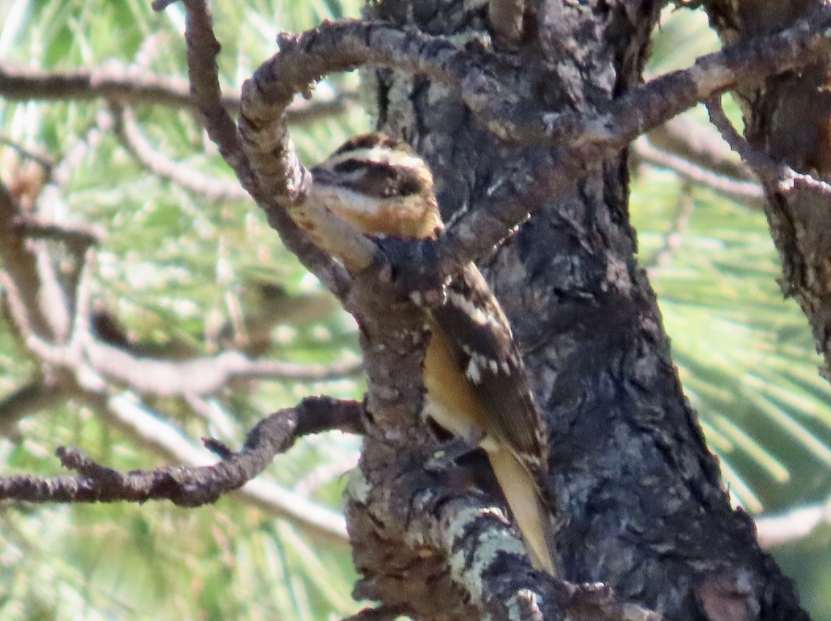 Black-headed Grosbeak - ML608345482