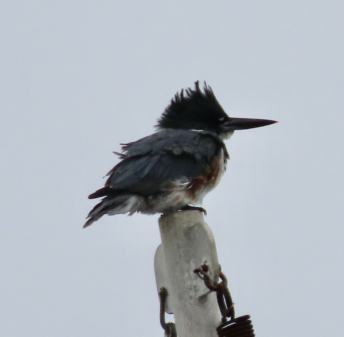 Belted Kingfisher - ML608345491