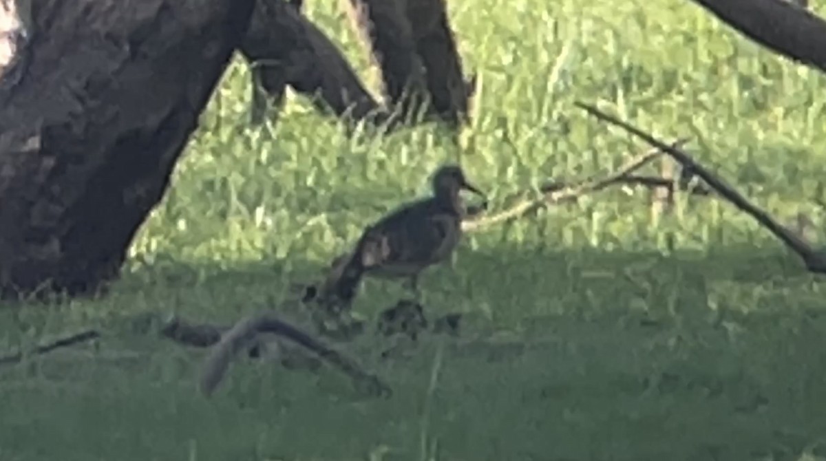 Buff-breasted Sandpiper - ML608345531