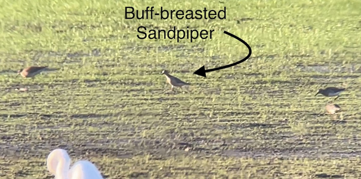 Buff-breasted Sandpiper - ML608345545