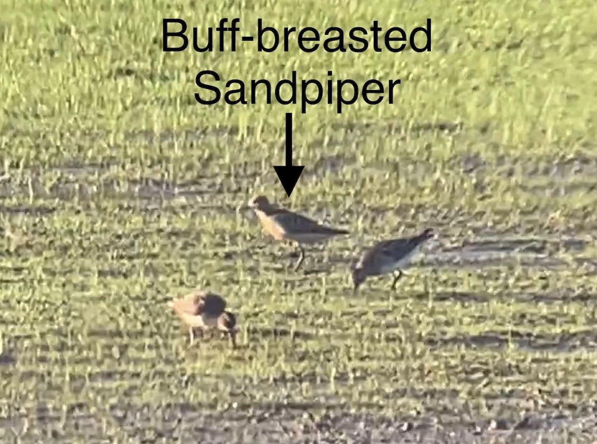 Buff-breasted Sandpiper - ML608345564