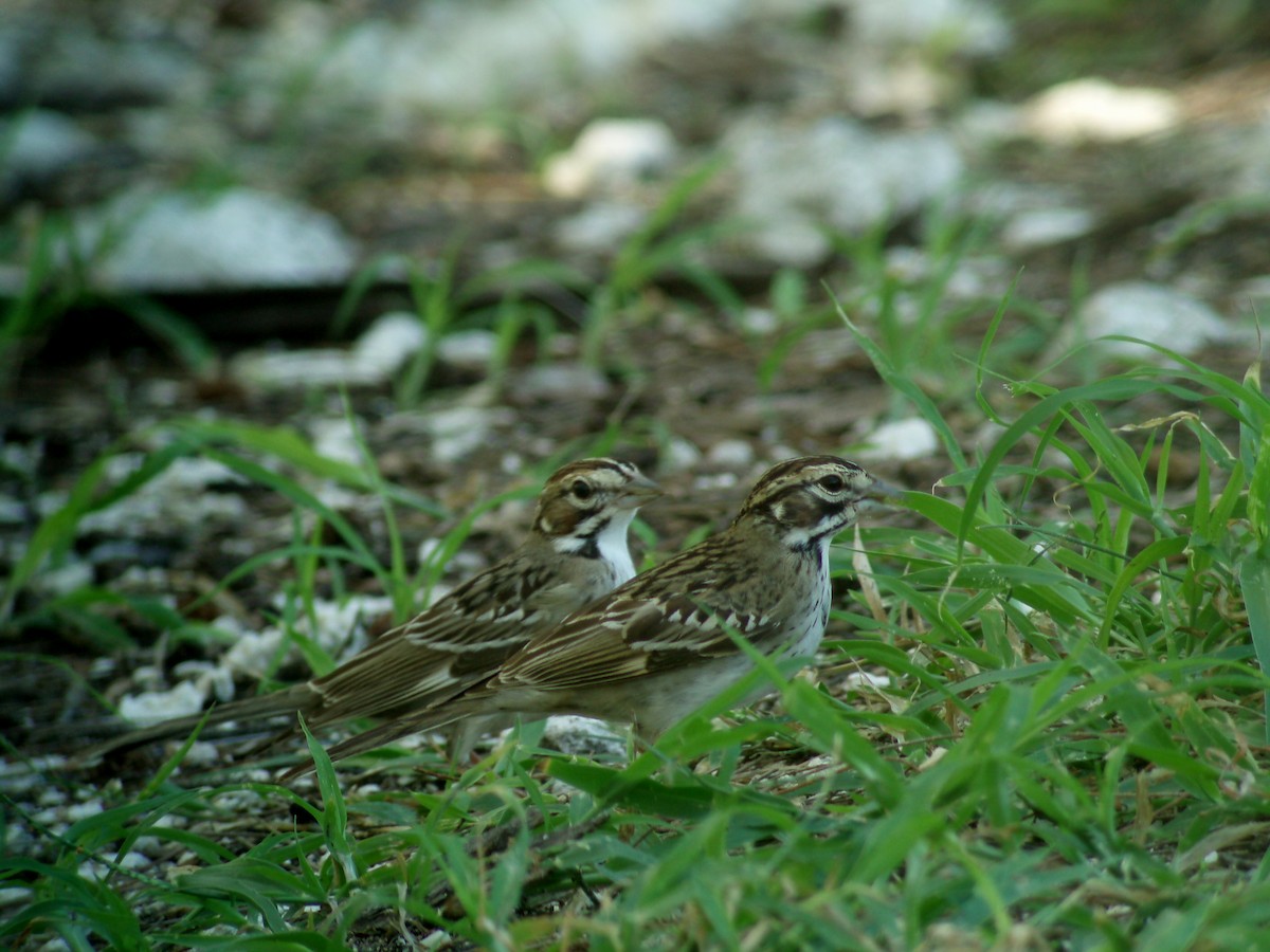Lark Sparrow - Margaret Higbee