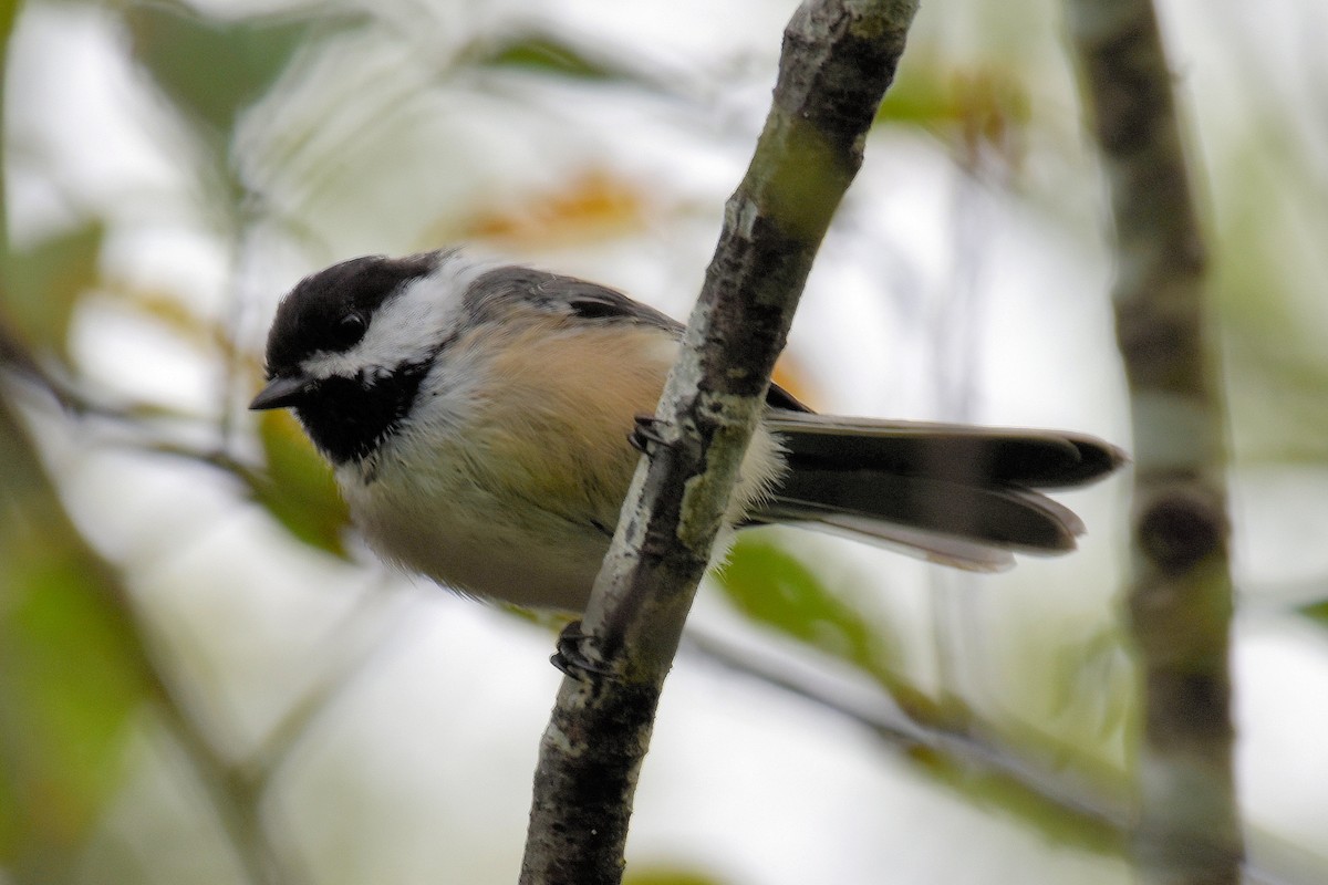 Mésange à tête noire - ML608345716