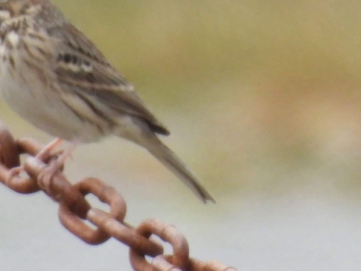 Vesper Sparrow - ML608345801