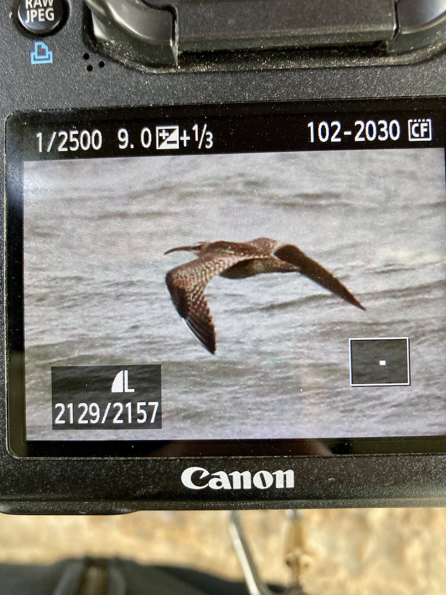 Chiurlo piccolo americano - ML608345844