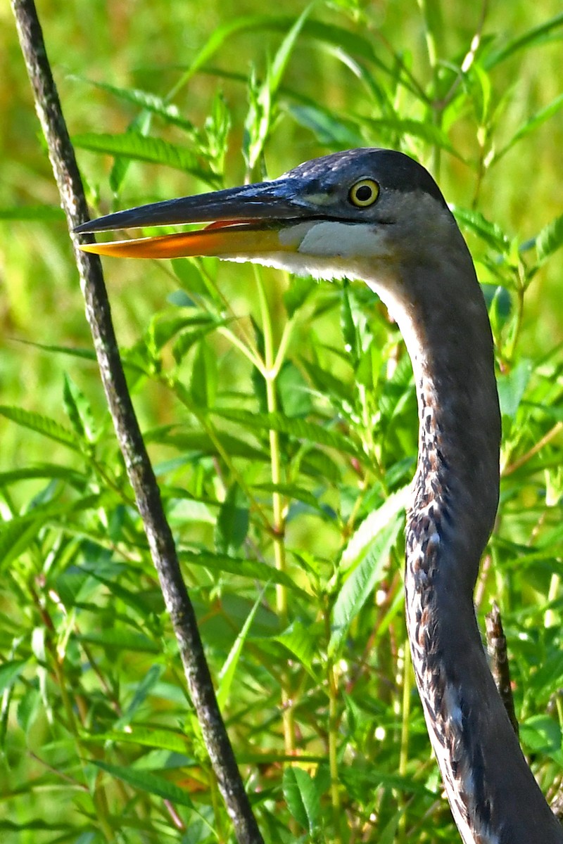 Great Blue Heron - ML608345884