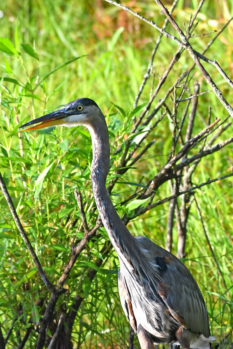 Great Blue Heron - ML608345885