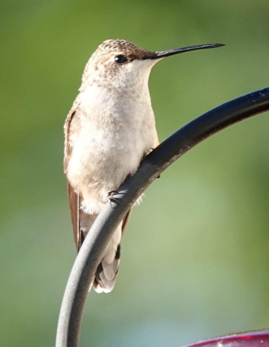 Black-chinned Hummingbird - ML608345928