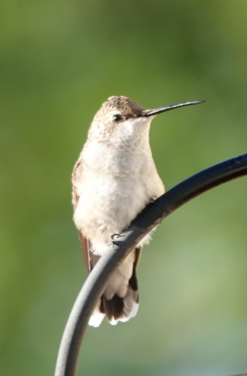 Black-chinned Hummingbird - ML608345929
