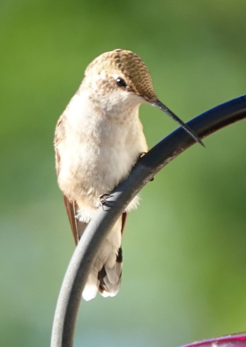 Black-chinned Hummingbird - ML608345930