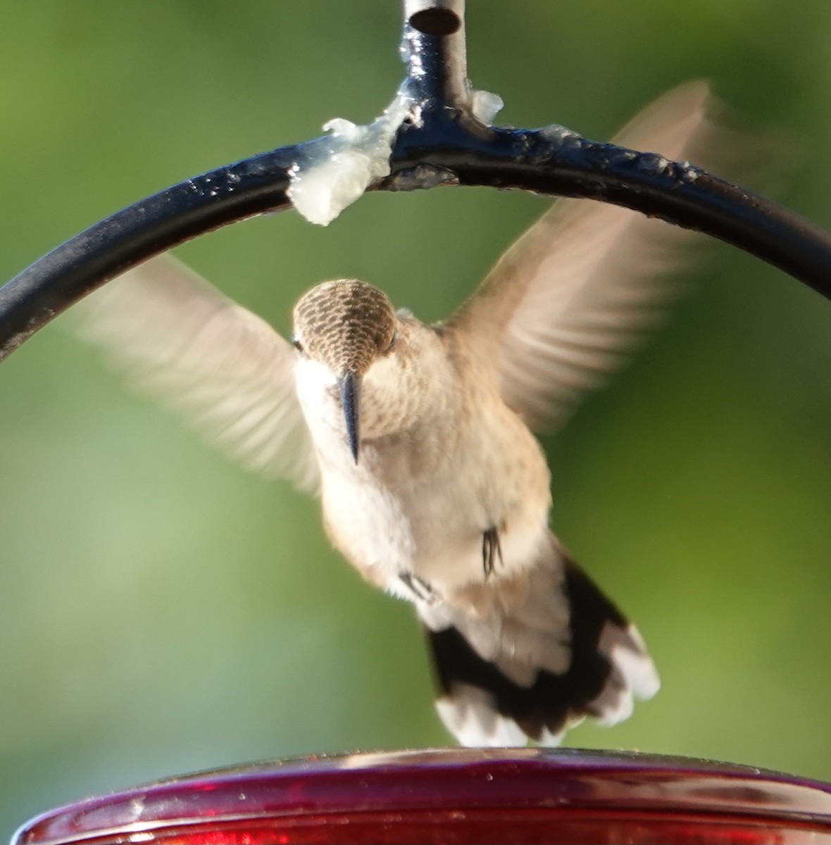 Black-chinned Hummingbird - ML608345931