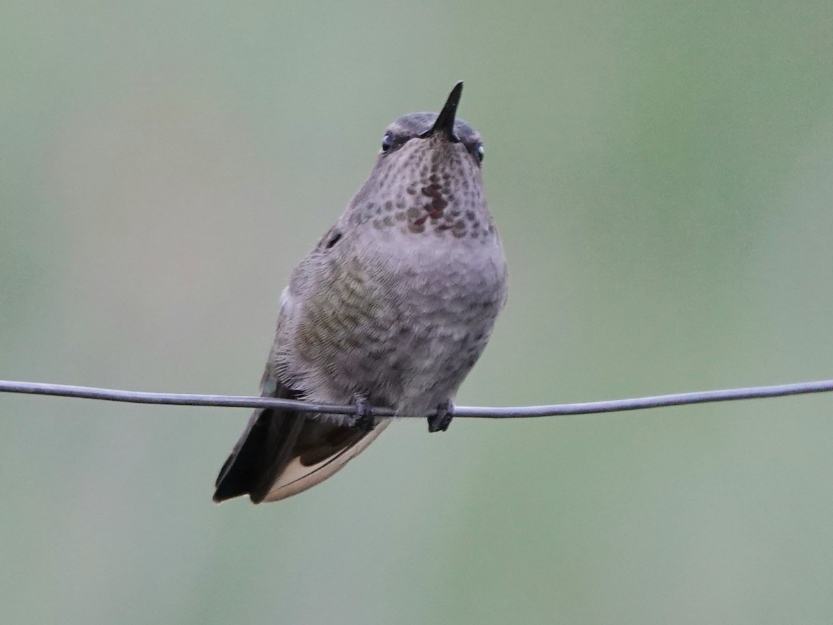 Anna's Hummingbird - ML608345945