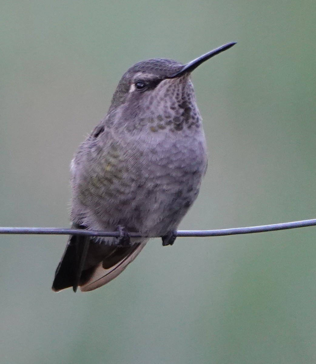 Anna's Hummingbird - ML608345948