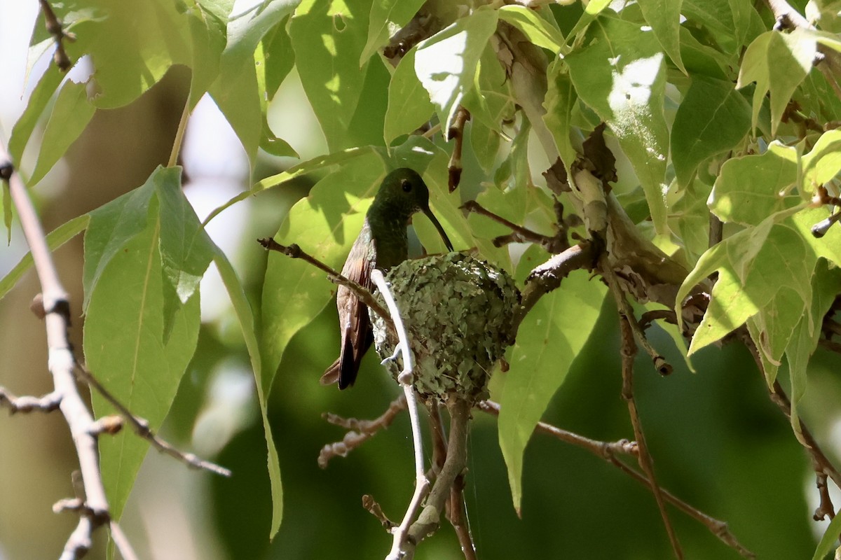 Berylline Hummingbird - ML608346039