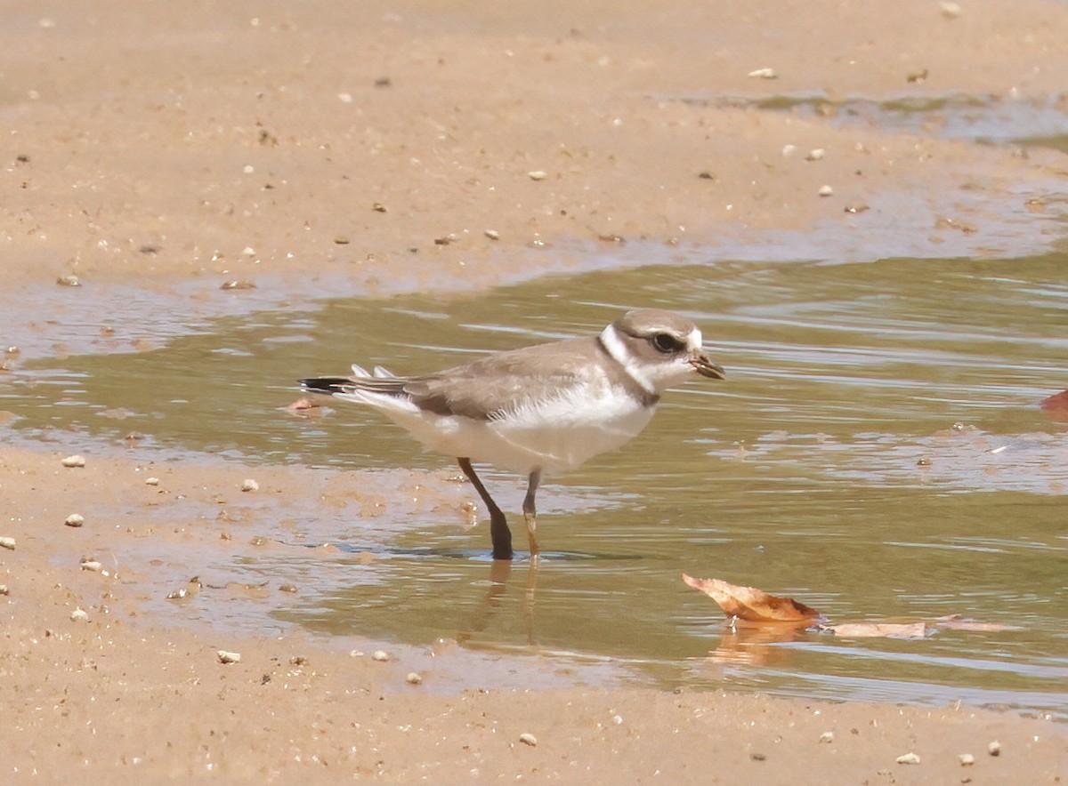 Перепончатопалый галстучник - ML608346108