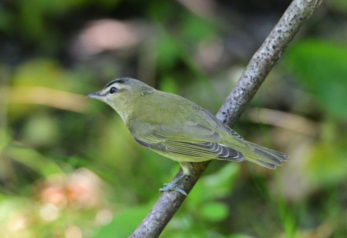 Vireo Ojirrojo - ML608346112