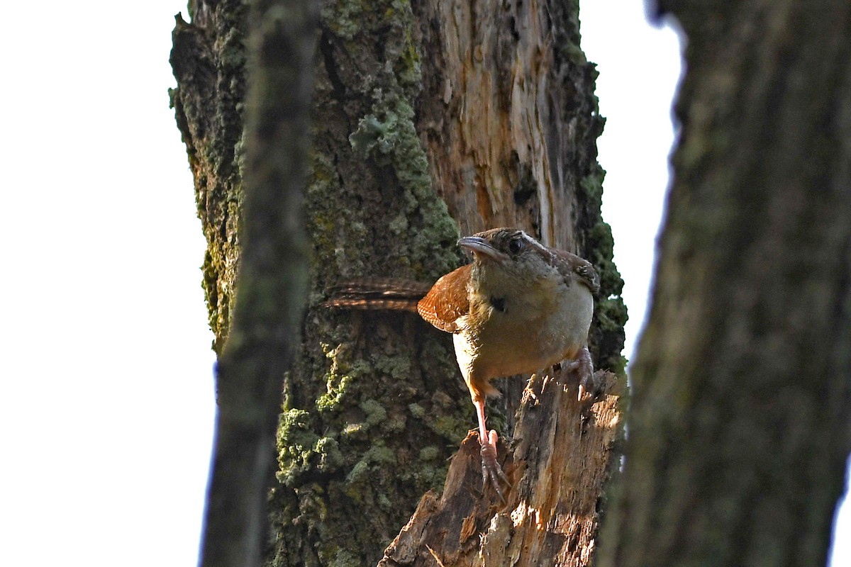 Carolina Wren - ML608346225