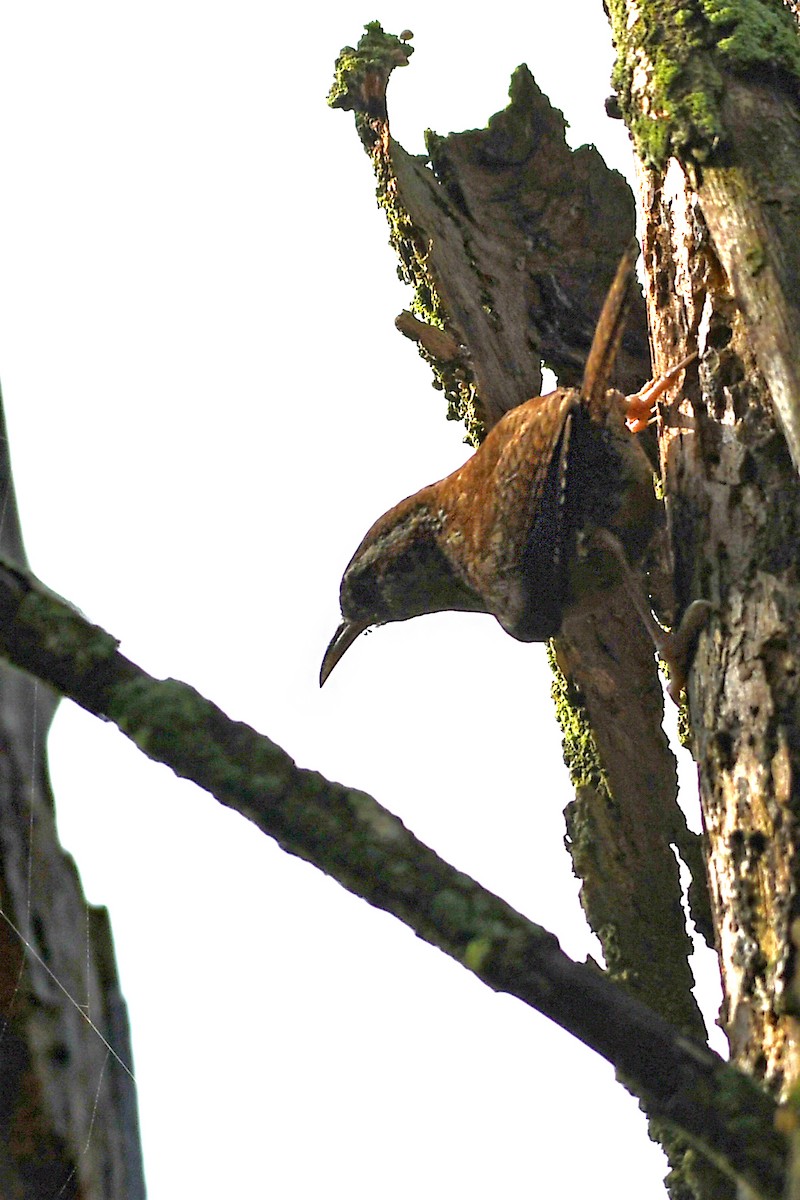 Carolina Wren - ML608346226