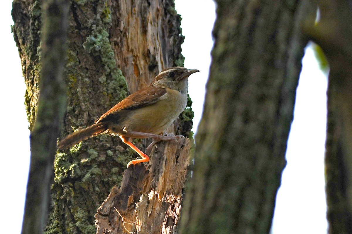 Carolina Wren - ML608346228