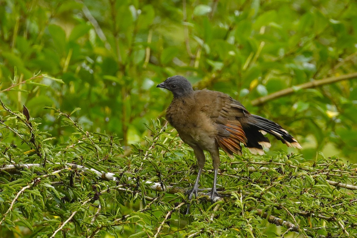 Gray-headed Chachalaca - ML608346553